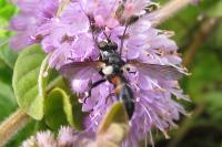 Cylindromyia interrupta