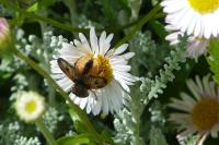 Ectophasia crassipennis