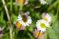Ectophasia crassipennis