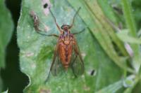 Rhagio tringarius