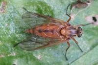 Rhagio tringarius