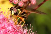 Chrysotoxum festivum