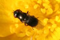 Melanogaster hirtella