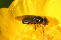 Melanogaster hirtella