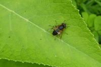 Eristalis similis