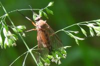 Rhagio tringarius