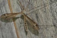 Tipula lateralis