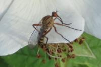 Empis livida