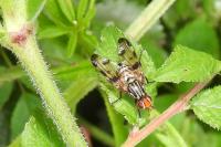 Otites porcus