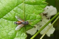 Mintho rufiventris