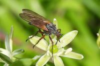 Empis tessellata