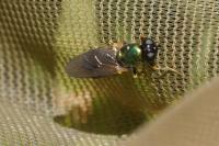 Chloromyia formosa