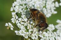 Eristalis similis