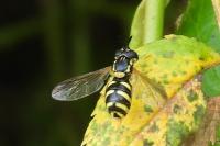 Chrysotoxum intermedium