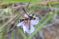 Physocephala vittata