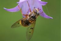 Ferdinandea ruficornis
