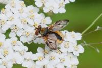Ectophasia crassipennis