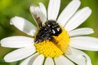 Bombylella atra