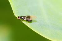 Pachygaster atra