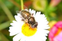 Eristalinus aeneus