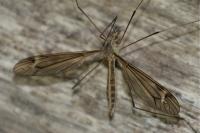 Tipula lateralis