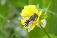 Eristalis arbustorum