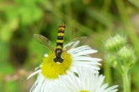 Sphaerophoria scripta