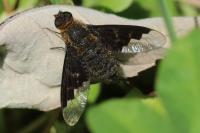 Hemipenthes morio