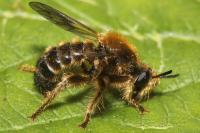 Choerades fuliginosa