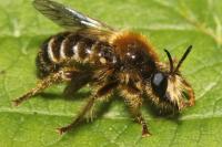 Choerades fuliginosa