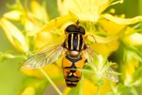Helophilus pendulus