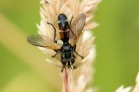 Cylindromyia