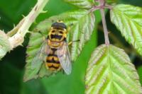 Myathropa florea