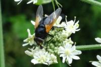 Mesembrina meridiana
