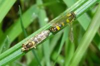 Sphaerophoria scripta