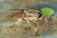 Tabanus sudeticus