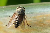 Tabanus sudeticus