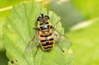 Myathropa florea