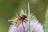Volucella zonaria