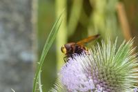 Volucella zonaria