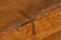 Limnophila pictipennis