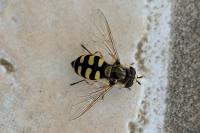 Eupeodes corollae