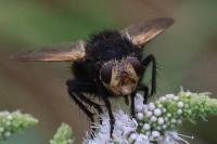 Tachina grossa