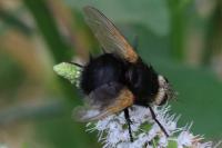 Tachina grossa