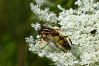 Helophilus trivittatus