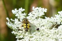 Helophilus trivittatus