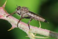 Tolmerus atricapillus