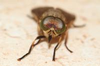 Tabanus sudeticus