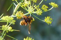 Milesia crabroniformis