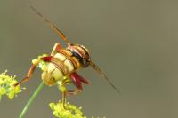 Milesia crabroniformis